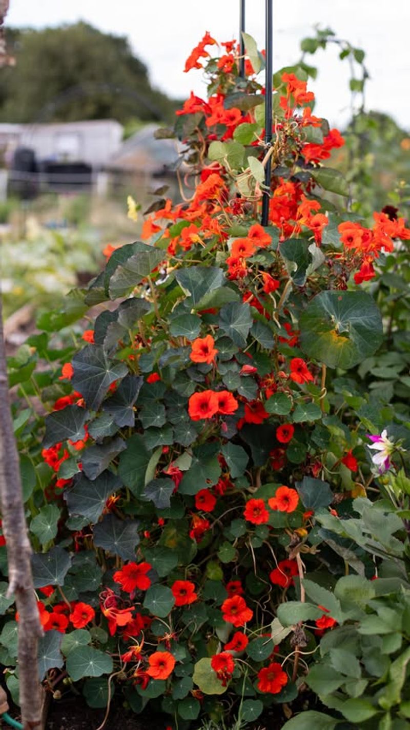Nasturtiums