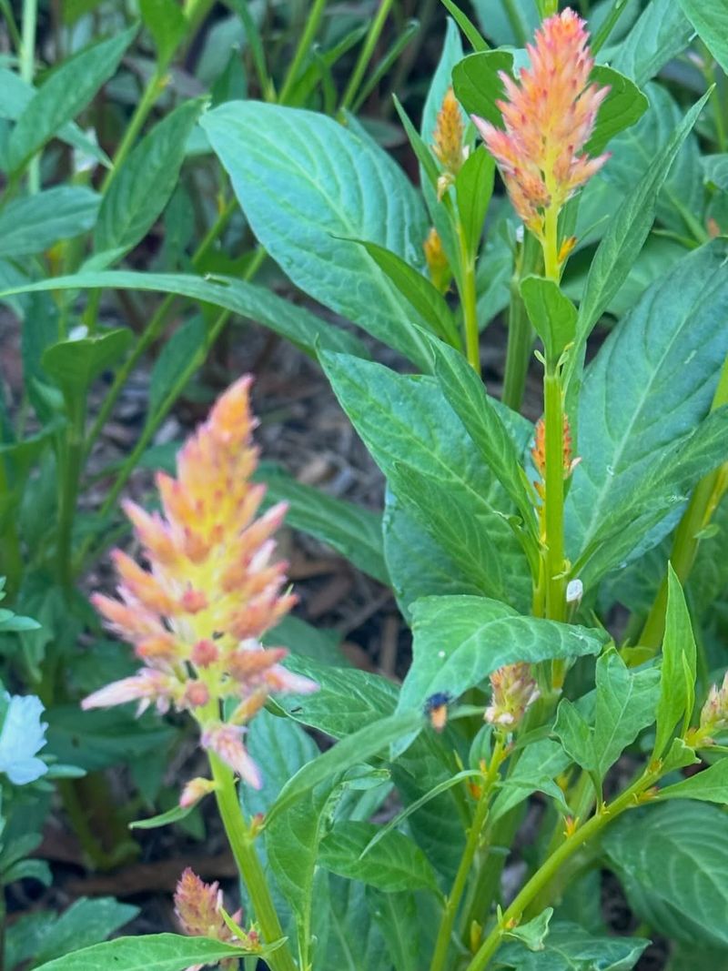 Celosia
