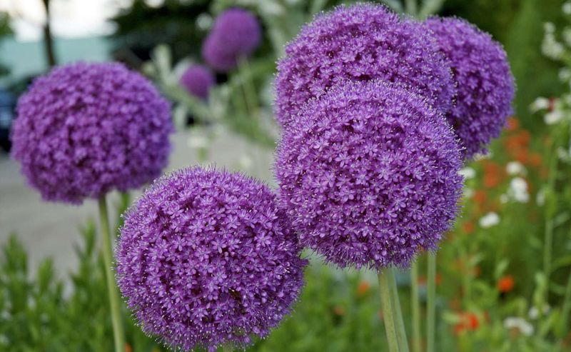 Alliums (Ornamental Onions)