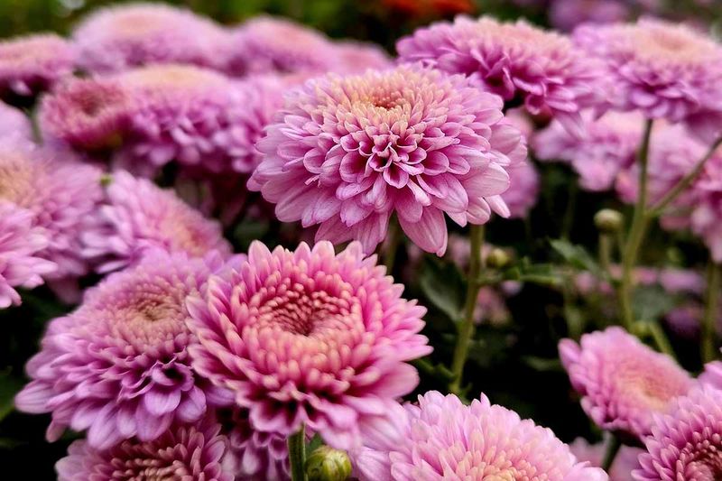 Chrysanthemums