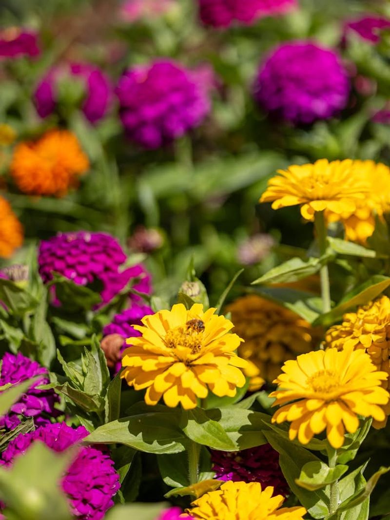 Zinnias