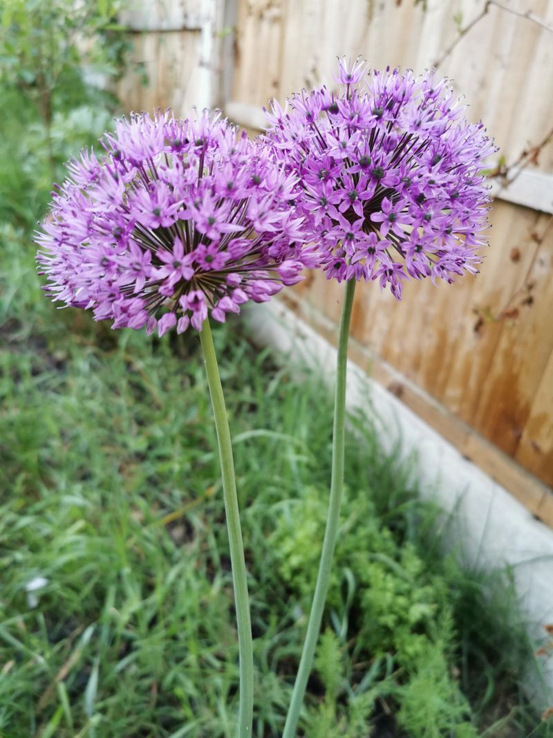 Alliums