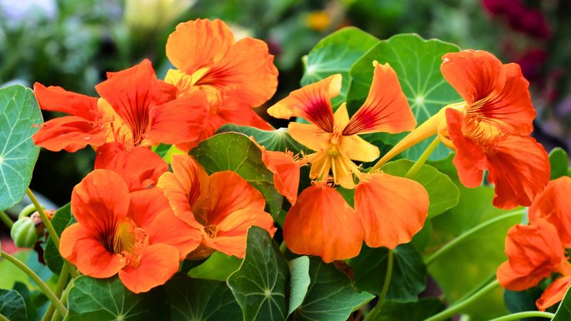 Nasturtiums