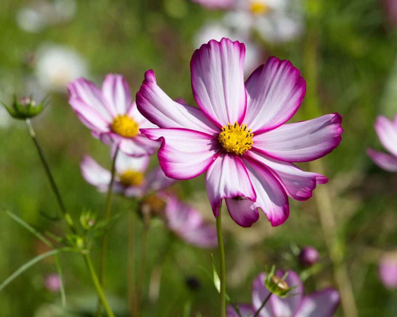 Cosmos Grow Light And Airy With Quick Blooms