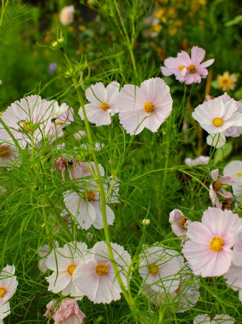 Cosmos Bring Soft Color And Airy Garden Movement