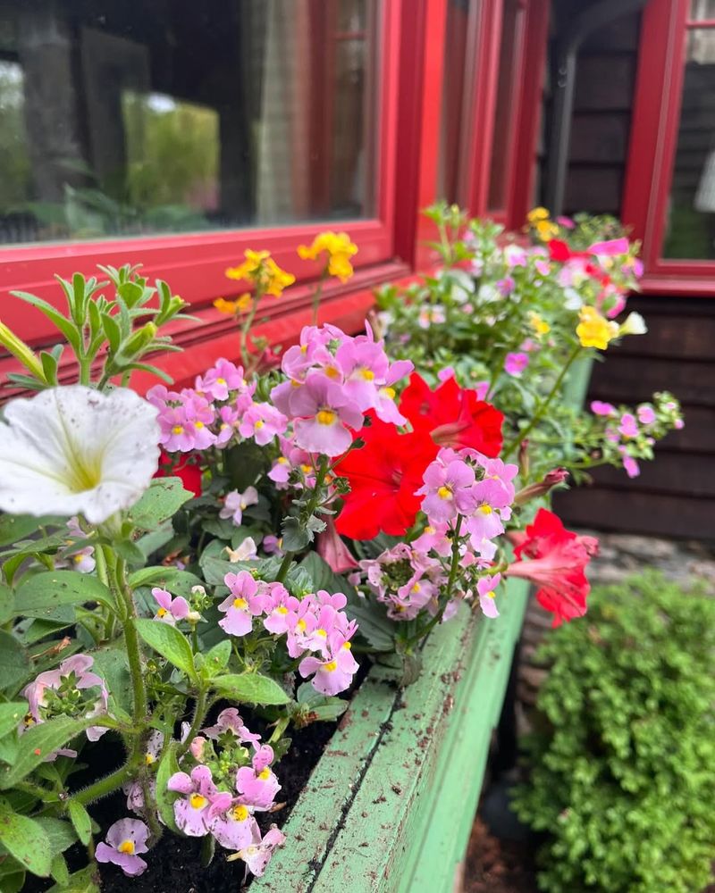 Impatiens And Bacopa