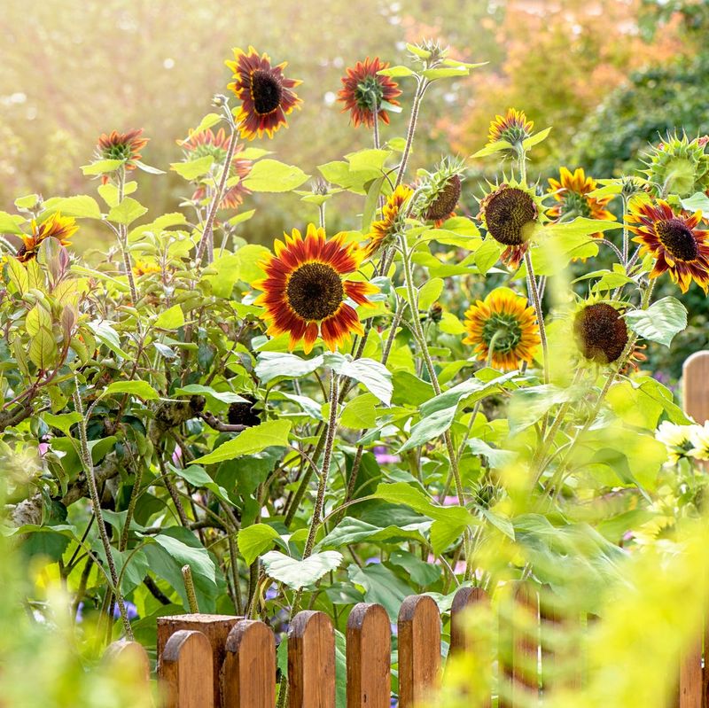Sunflowers Add Height And Cheer