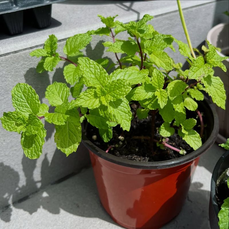 Mint Grows Fast But Needs To Be Contained