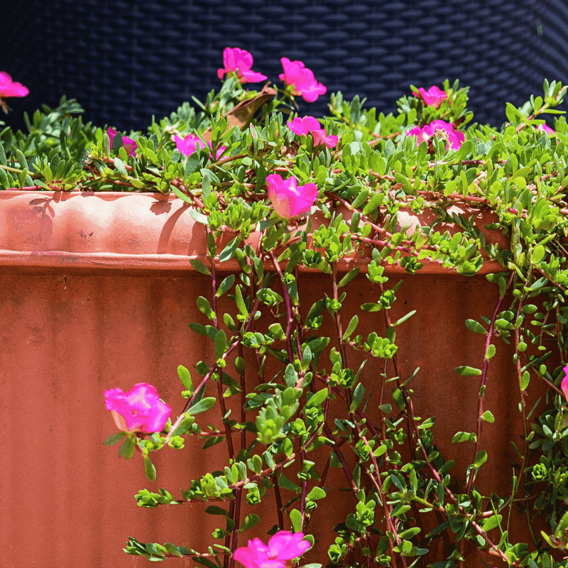 Portulaca For Sunny Dry Spots