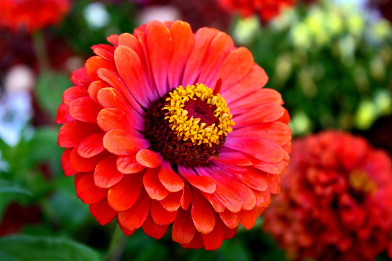 Zinnias For Bright Heat-Loving Color