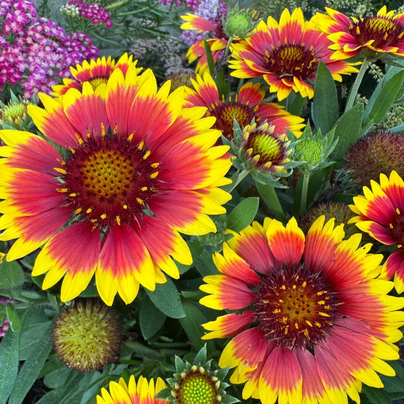Gaillardia Thrives In Heat And Blooms Repeatedly