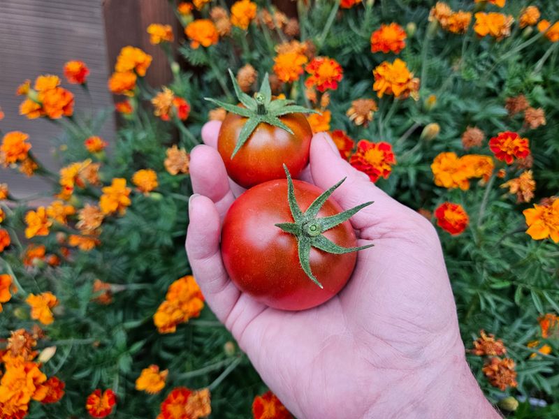 Strong Scent Helps Deter Common Tomato Pests