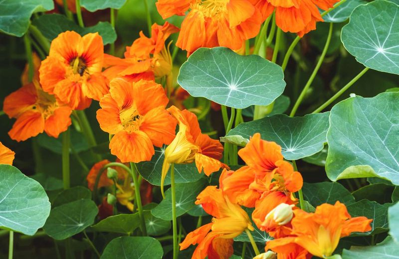 Nasturtiums Trap Common Garden Pests