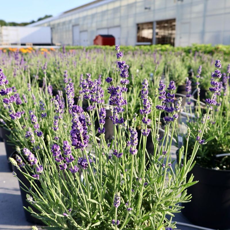 Lavender Repels Mosquitoes And Thrives In Sunny Spots
