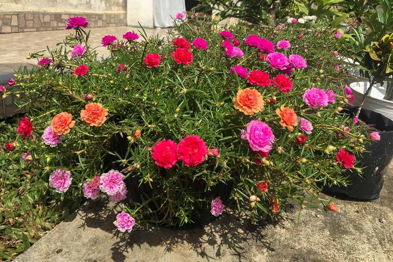 Portulaca Spreads Bright Color In Hot Spots