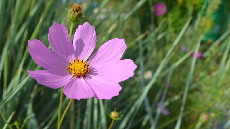Cosmos Add Airy Flowers To Backyard Gardens