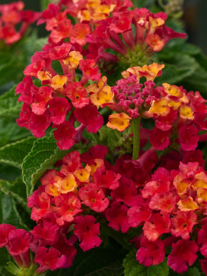 Lantana (Lantana Urticoides / Hybrids)