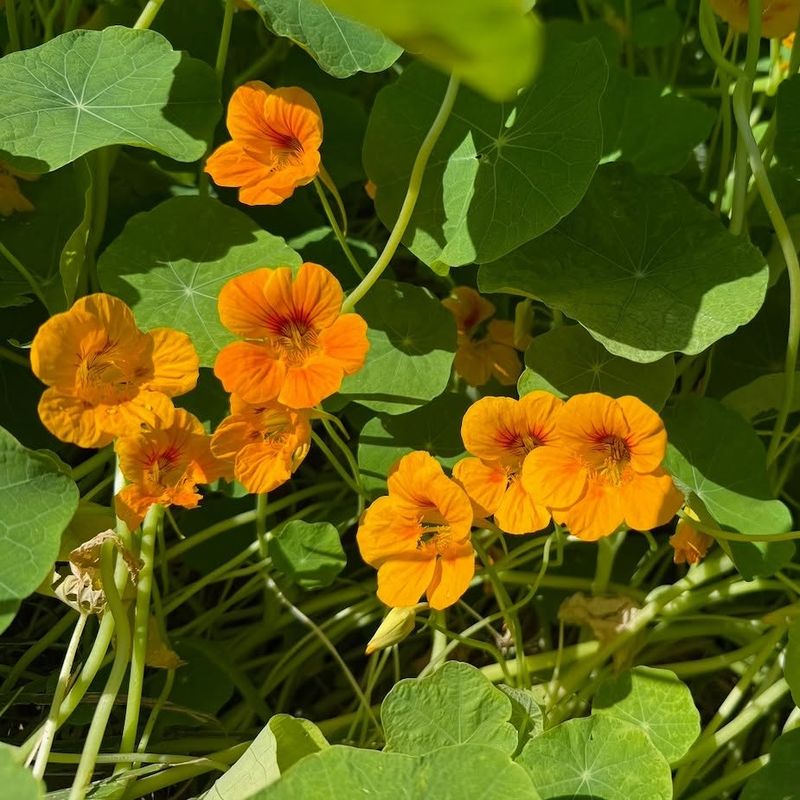Nasturtiums (Tropaeolum majus)