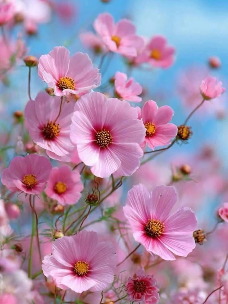 Cosmos (Cosmos bipinnatus)