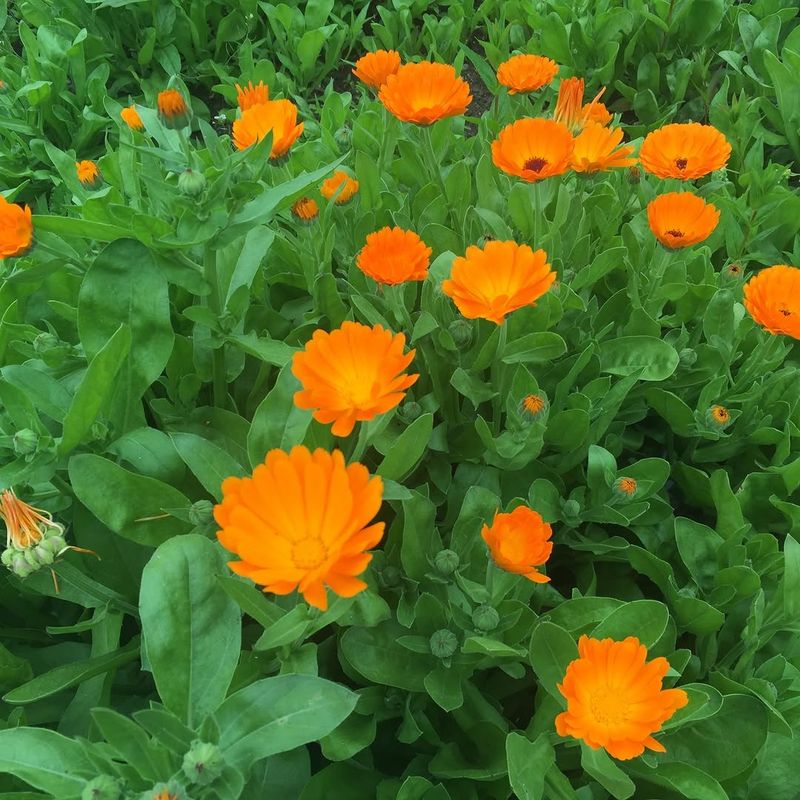 Calendula (Calendula officinalis)