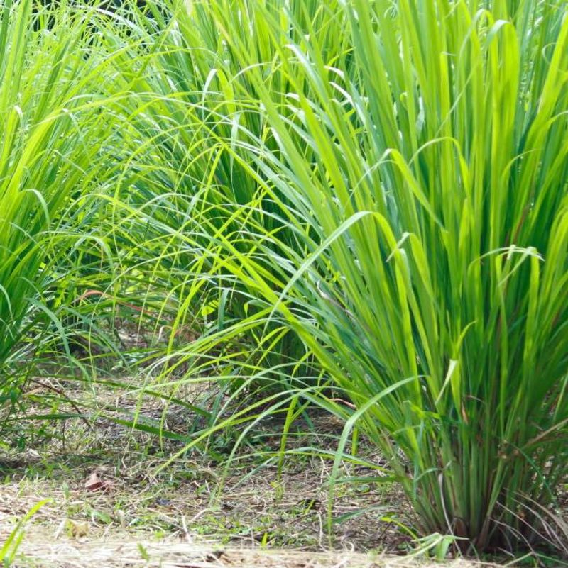 Lemongrass Thrives In Heat With Regular Water