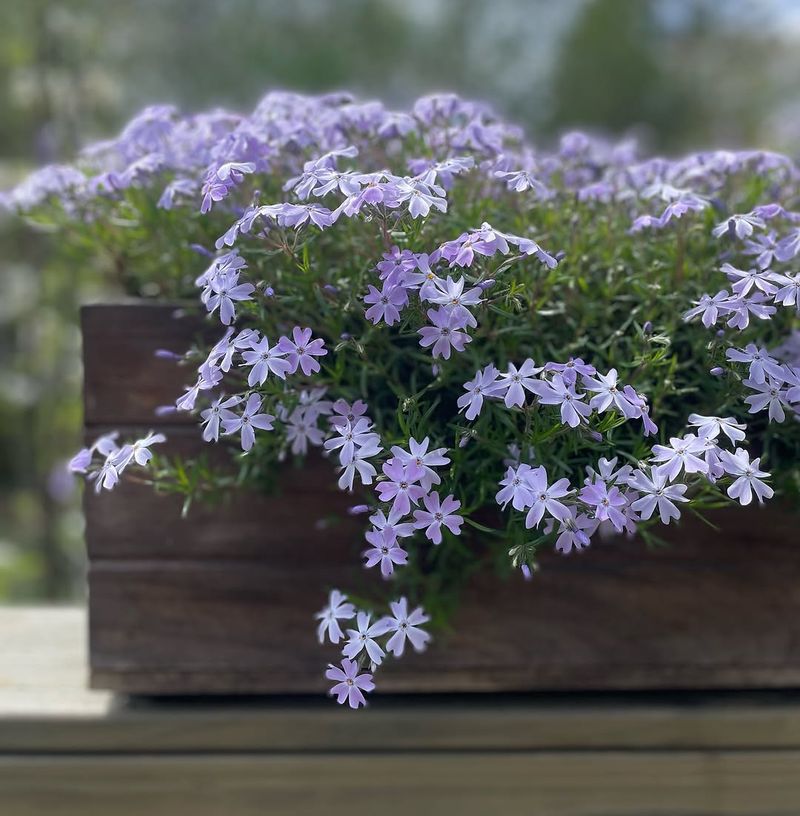 Creeping Phlox Spilling Over With Color