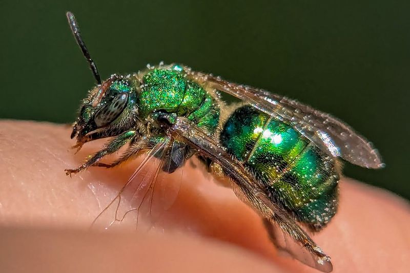 Metallic Sweat Bees Shimmering In Bright Greens And Blues