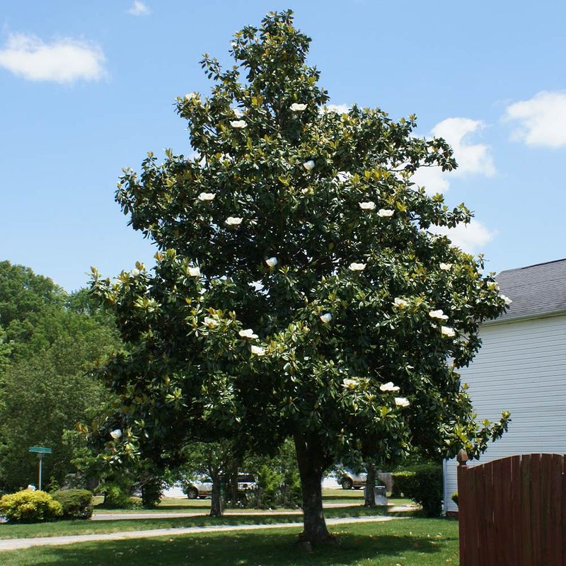 Give Southern Magnolia Room To Become A Giant