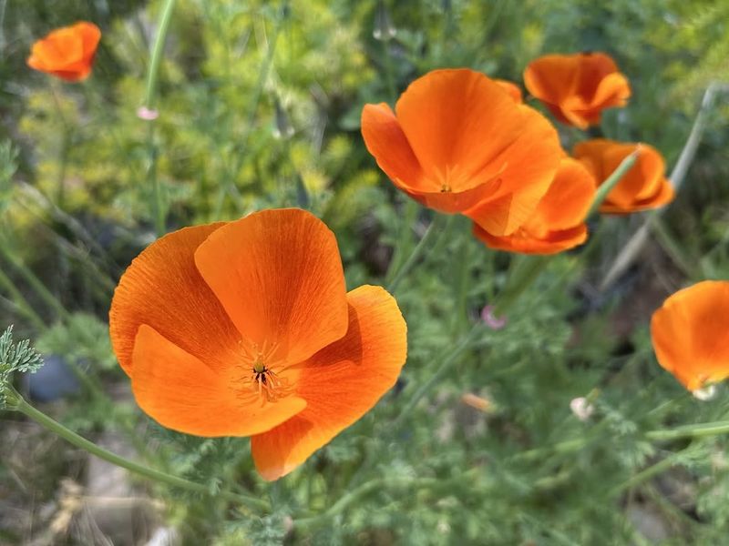 California Poppy Adds Easy Color In Lean Sunny Soil