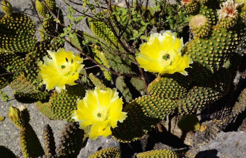 Stable Conditions Prevent Stress And Protect Buds