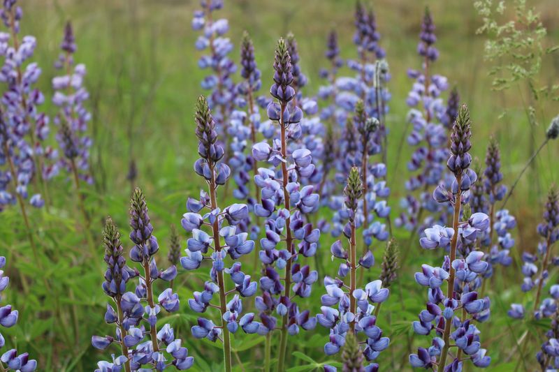 Lupine Flowers Feed Adult Karner Blues