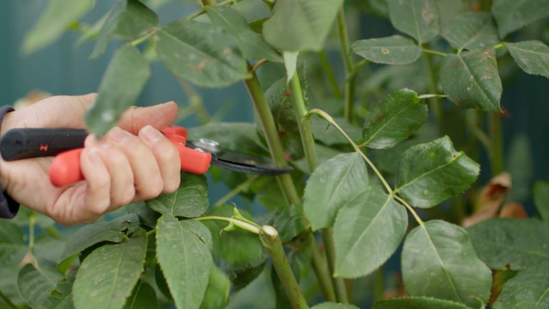 Outward-Facing Cuts Can Improve Results