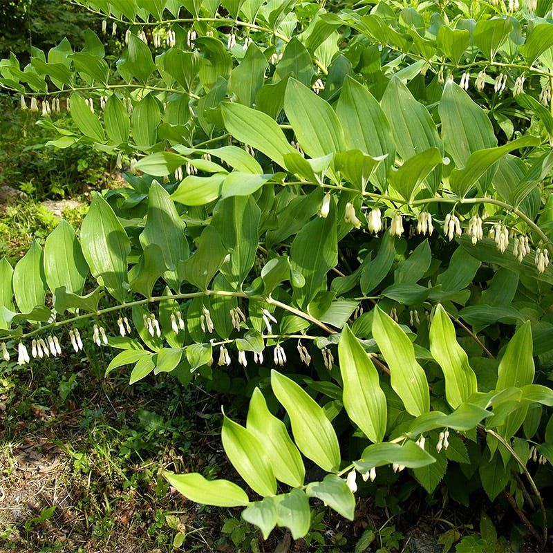 Solomon's Seal (Polygonatum biflorum)