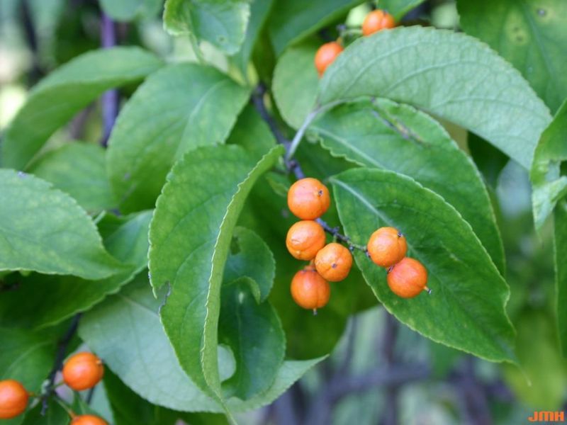 American Bittersweet Adds Bright Fall Fruit And Twining Texture