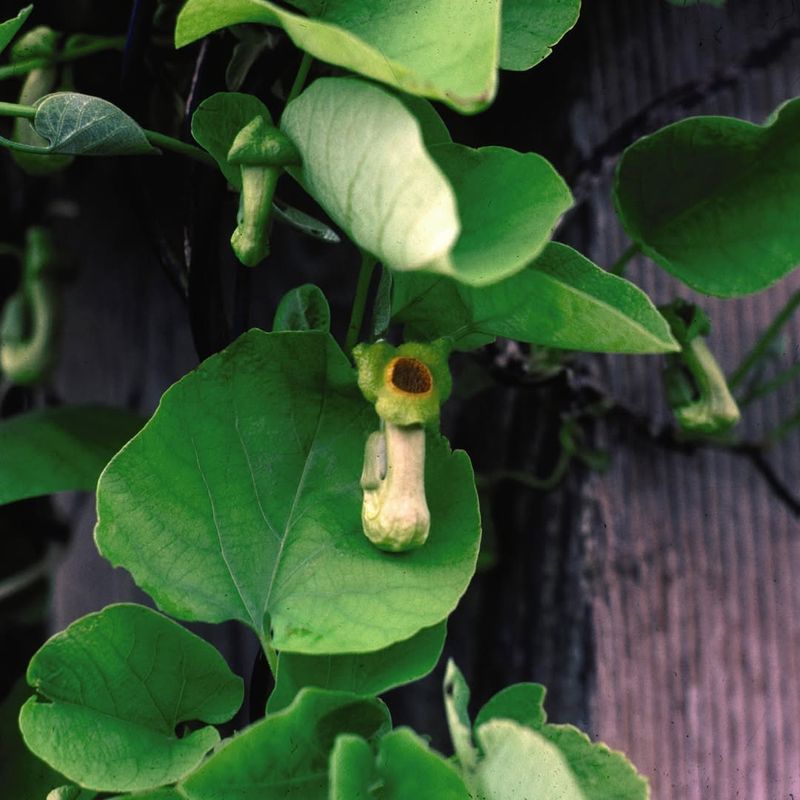 Pipevine (Aristolochia macrophylla)