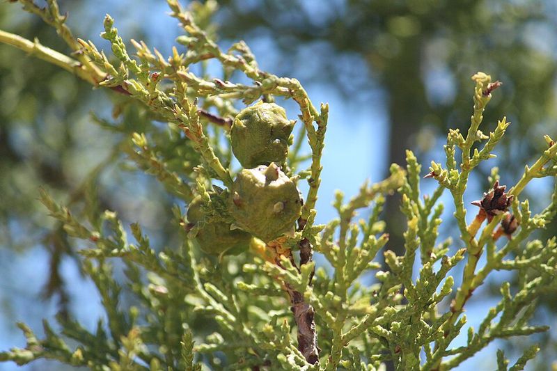 Tecate Cypress Gives Birds Seeds And Evergreen Protection