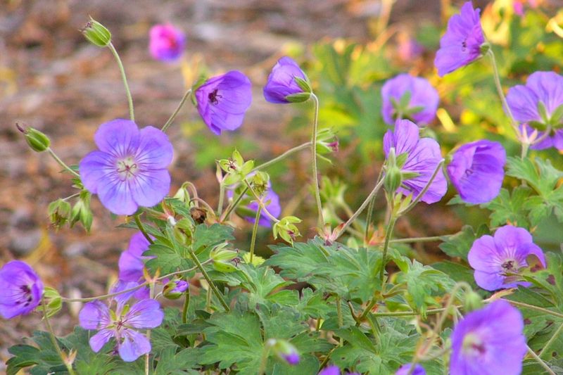 Hardy Geranium Fills Gaps With Soft Purple Flowers
