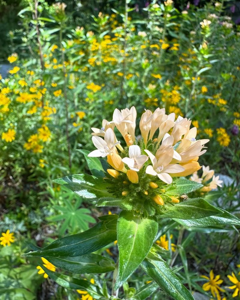 Large-Flowered Collomia