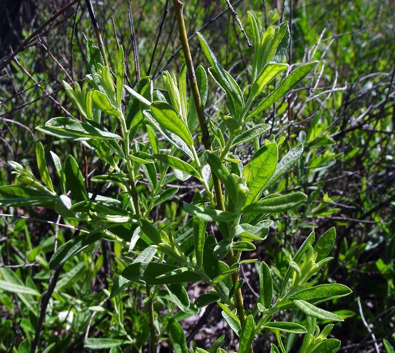 Prairie Willow Handles Open Sunny Spaces