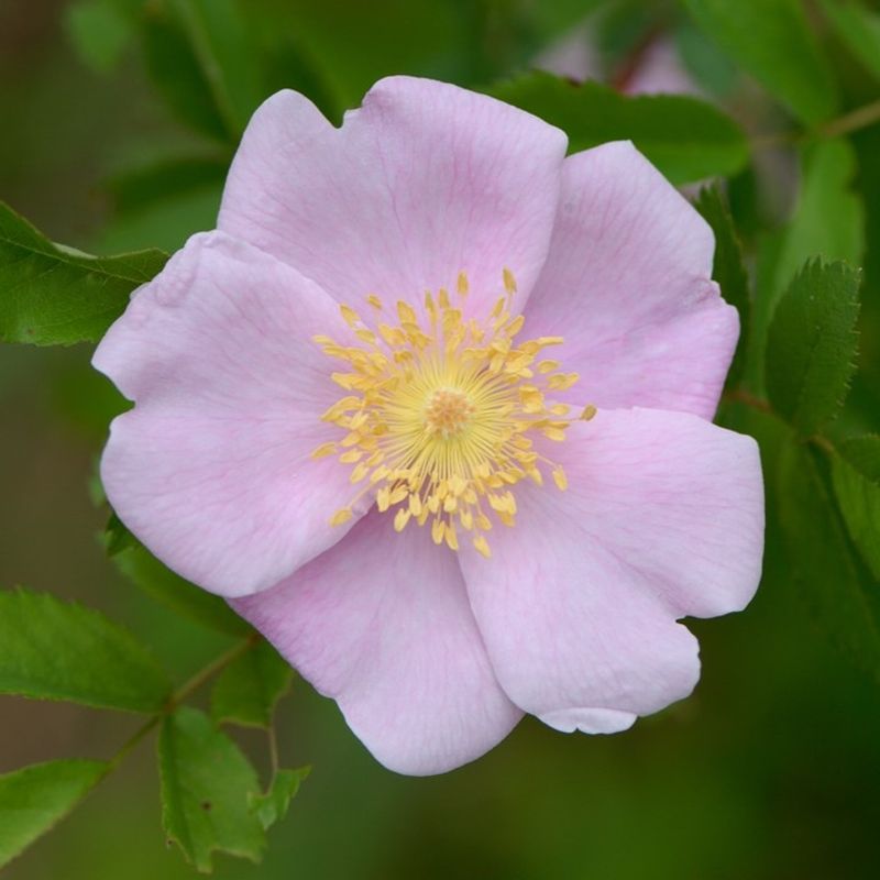 Pasture Rose (Rosa Carolina)