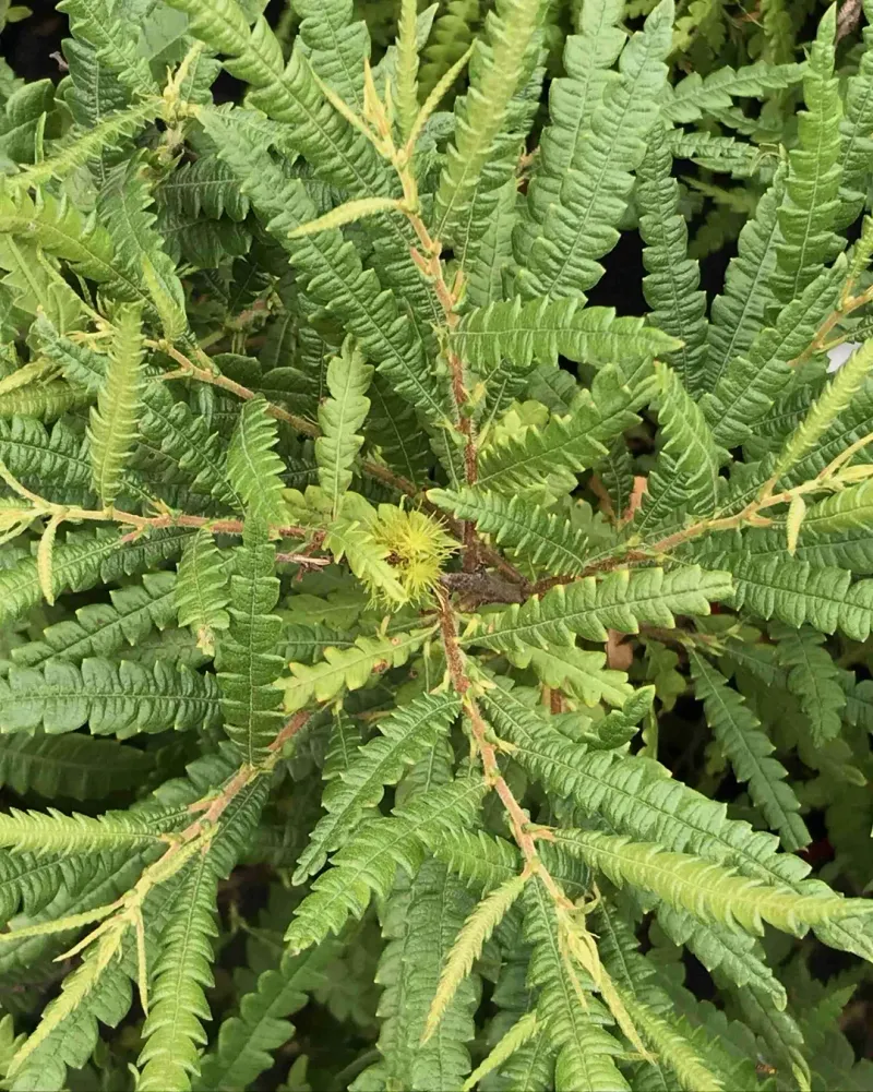 Sweetfern (Comptonia peregrina)
