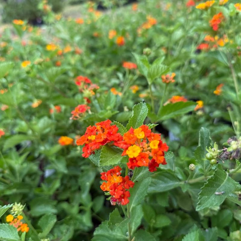 Texas Lantana
