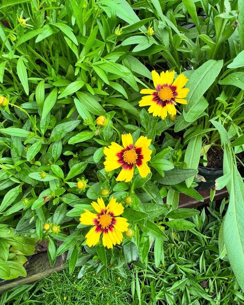 Coreopsis