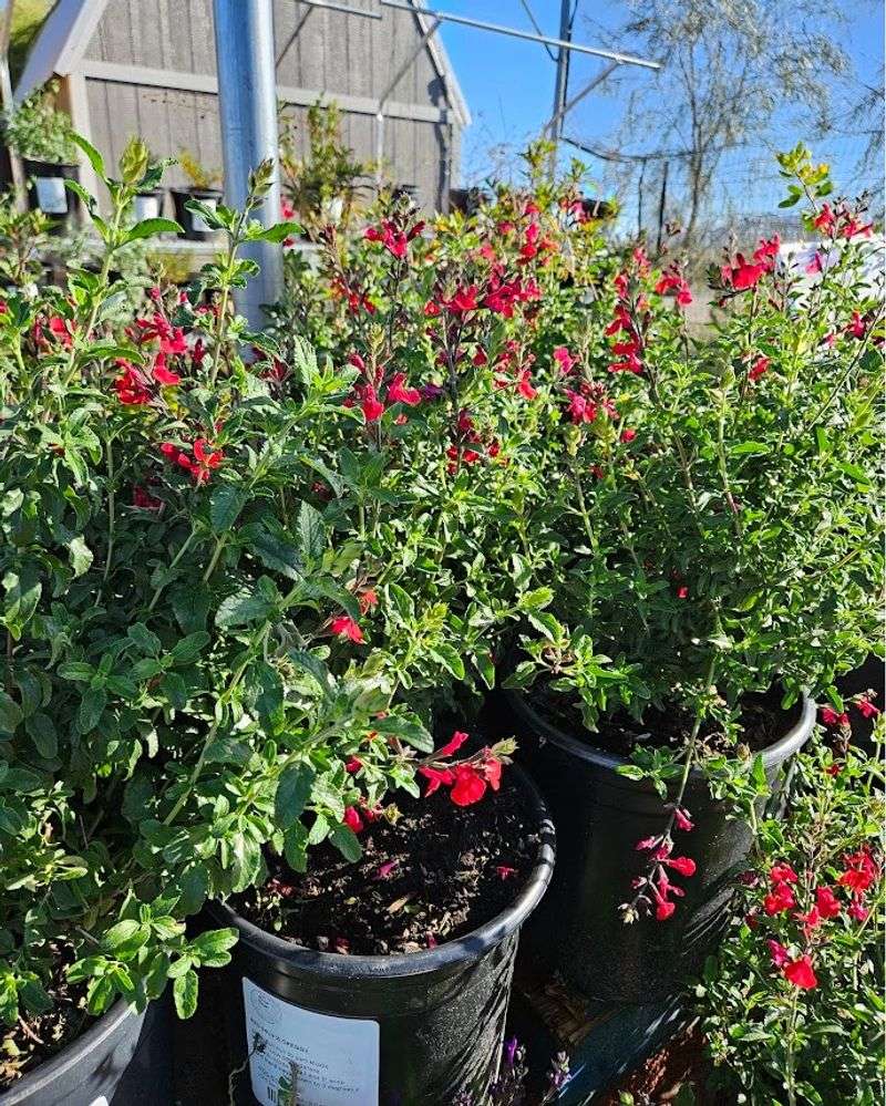 Autumn Sage
