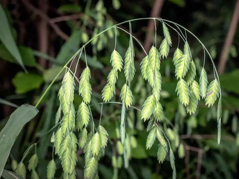 Inland Sea Oats