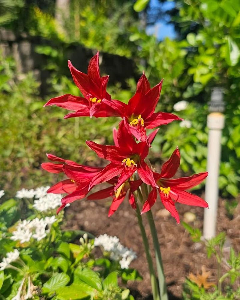 Oxblood Lily 