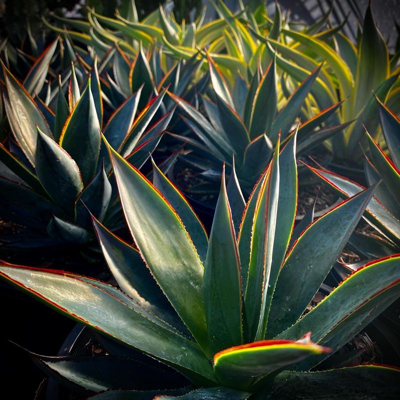 Agave (Agave Spp.)