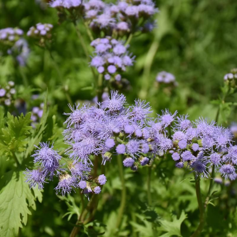 Gregg's Mistflower (Conoclinium Greggii)