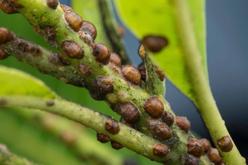 Scale Insects Settle In Quietly On Stems And Branches