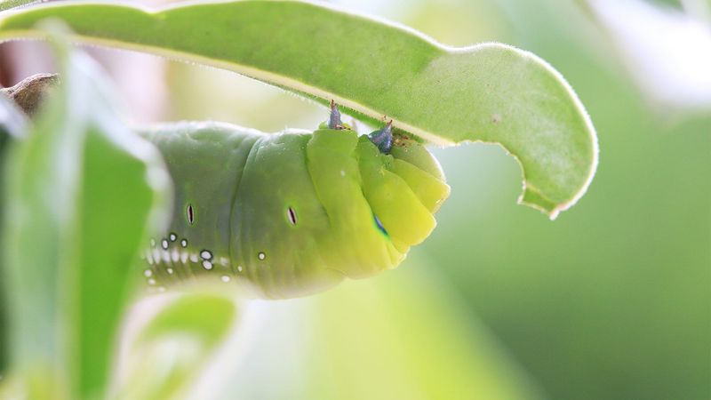Caterpillars Chew Through Leaves On Vegetables And Ornamentals